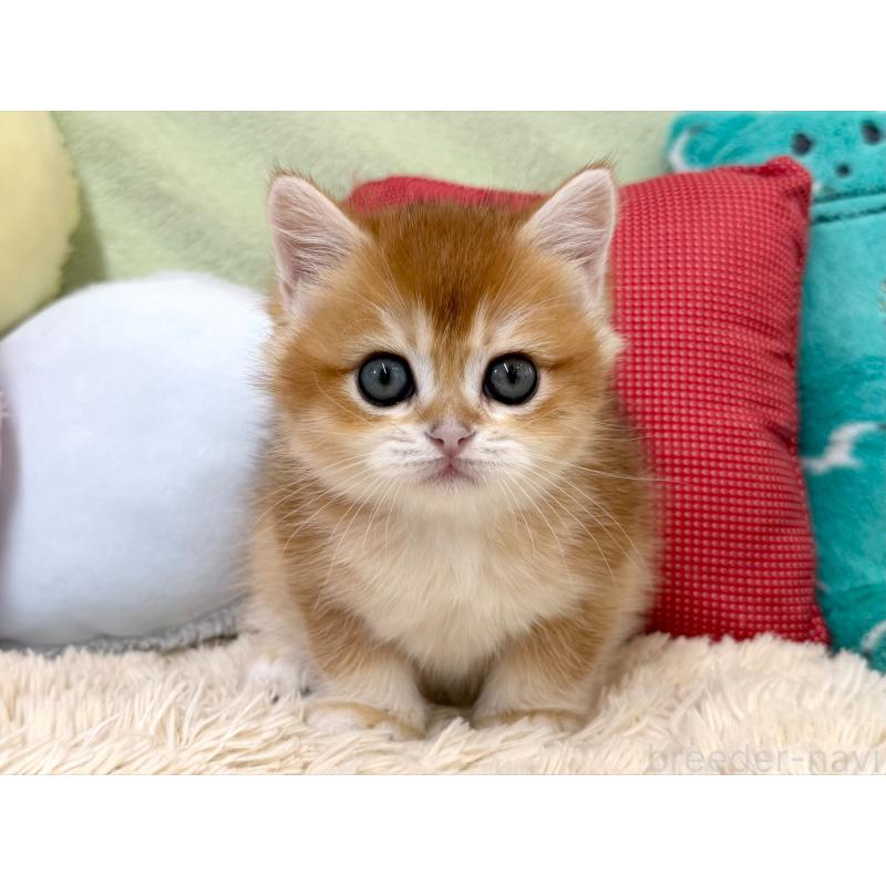 成約済の大阪府のブリティッシュショートヘア-124623の4枚目